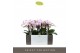 Phalaenopsis multiflora roze Exclusivo - Yei - 4 tak 