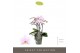 Phalaenopsis multiflora roze Exclusivo - Yei - 4 tak 