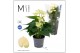 Anthurium andr. vanilla KARMA Lime 