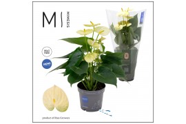 Anthurium andr. vanilla KARMA Lime