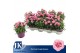 Dianthus oscar pink and purple Bicolor- TonSurTon 
