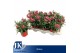 Dianthus oscar pink and purple Bicolor- TonSurTon 