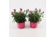 Dianthus oscar pink and purple Bicolor- TonSurTon 
