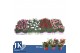 Dianthus mix Mixlaag - TonSurTon 