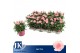 Dianthus oscar pink Light Pink - TonSurTon 