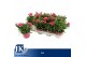 Dianthus oscar pink Light Pink - TonSurTon 