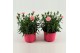 Dianthus oscar pink Light Pink - TonSurTon 