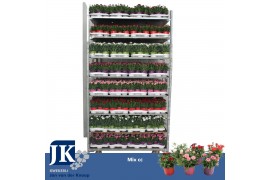 Dianthus mixkar 5 kleuren Mixkar - TonSurTon