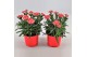 Dianthus oscar white and red Bicolor- TonSurTon 