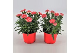 Dianthus oscar white and red Bicolor- TonSurTon
