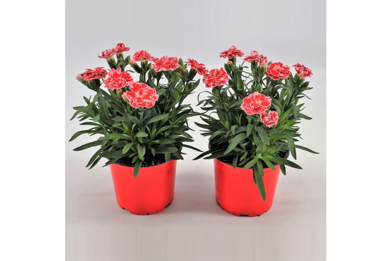 Dianthus oscar white and red Bicolor- TonSurTon 