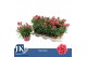 Dianthus oscar white and red Bicolor- TonSurTon 