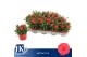 Dianthus oscar red Light Red - TonSurTon 