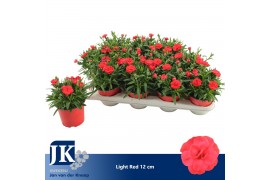 Dianthus oscar red Light Red - TonSurTon