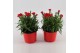 Dianthus oscar red Light Red - TonSurTon 