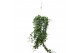 Hedera anna helix 20pp - 80-90cm Rank - Hangpot XXL 