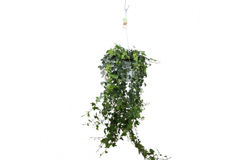 Hedera anna helix 20pp - 80-90cm Rank - Hangpot XXL Hedera anna helix 20pp - 80-90cm Rank - Hangpot XXL
