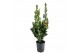 Laurus nobilis 