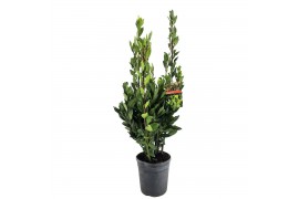 Laurus nobilis