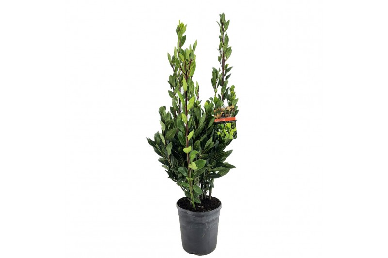Laurus nobilis 