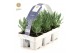 Lavandula angustifolia purple 6-pack 