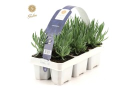 Lavandula angustifolia purple 6-pack