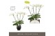 Phalaenopsis wit Theatro Classico - 4 tak, 30+ bloem - Abruzzo Black A 
