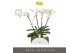 Phalaenopsis wit Theatro Classico - 4 tak, 30+ bloem - Abruzzo Black A 