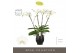 Phalaenopsis wit Theatro Classico - 4 tak, 30+ bloem - Abruzzo Black A 