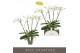 Phalaenopsis wit Theatro Classico - 4 tak, 30+ bloem 