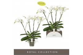Phalaenopsis wit Theatro Classico - 4 tak, 30+ bloem