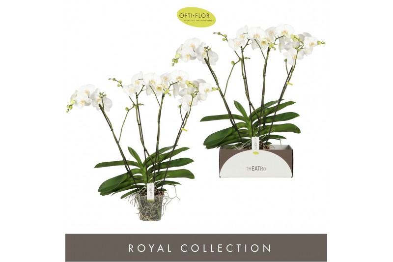 Phalaenopsis wit Theatro Classico - 4 tak, 30+ bloem 