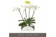 Phalaenopsis wit Theatro Classico - 4 tak, 30+ bloem 
