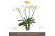 Phalaenopsis wit Theatro Classico - 4 tak, 30+ bloem 