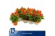 Celosia argentea plumosa grp kelos fire orange 