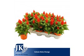 Celosia argentea plumosa grp kelos fire orange