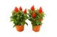 Celosia argentea plumosa grp kelos fire orange 