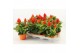 Celosia argentea plumosa grp kelos fire orange 