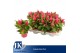 Celosia argentea plumosa grp kelos fire pink 