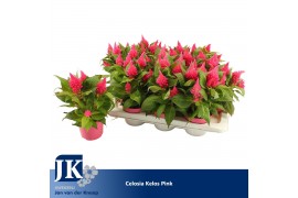 Celosia argentea plumosa grp kelos fire pink