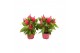Celosia argentea plumosa grp kelos fire pink 