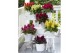 Celosia argentea plumosa grp kelos fire pink 