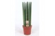 Sansevieria cylindrica straight 