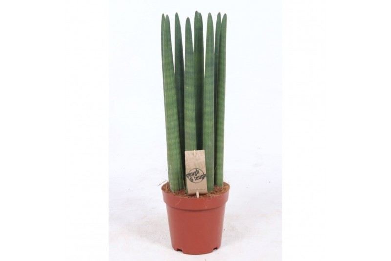 Sansevieria cylindrica straight 