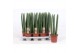 Sansevieria cylindrica 