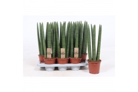 Sansevieria cylindrica