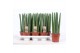 Sansevieria cylindrica 