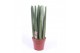 Sansevieria cylindrica straight 