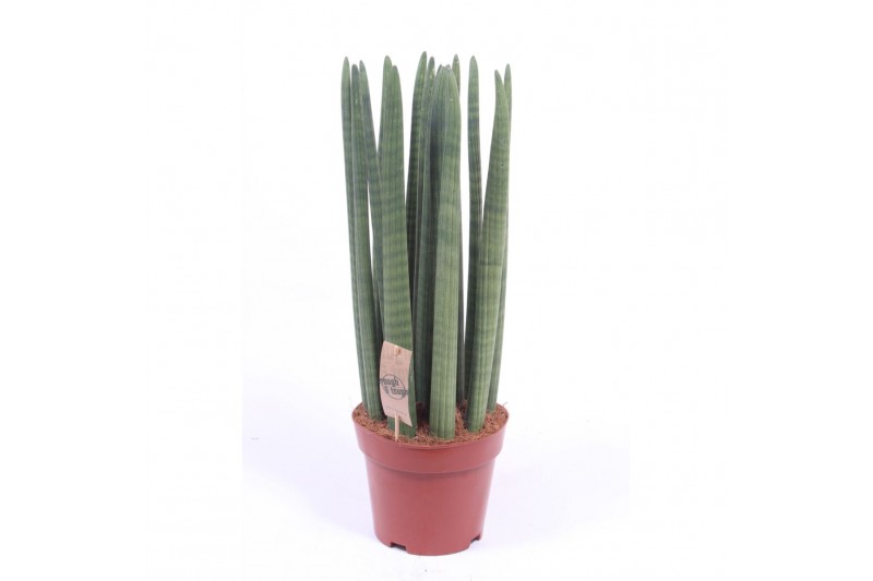 Sansevieria cylindrica straight 