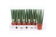 Sansevieria cylindrica straight 